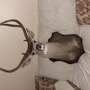 Meet your Posher, Otoniel